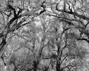 Nature WS - 11.jpg